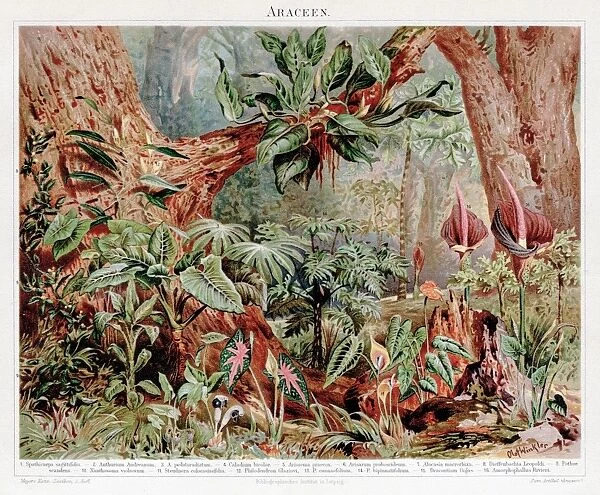 Calla Araceae chromolithograph 1895