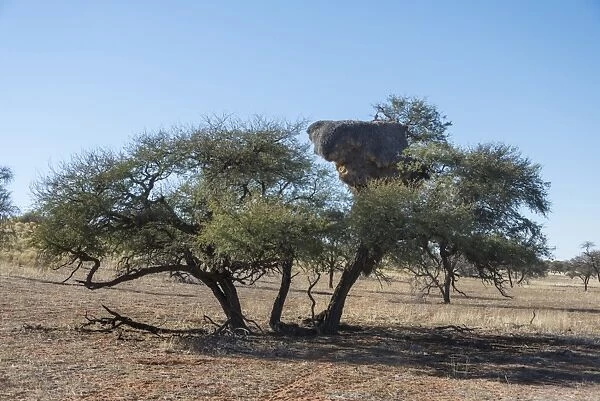 Camel thorn tree -Acacia erioloba- with nesting colony of the Sociable Weaver -Philetairus socius-, Kalahari, Namibia