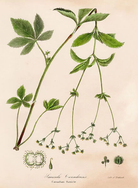 Canada sanicle botanical engraving 1843