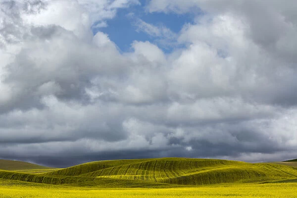 Canola field on cloudy day, Palouse, Washington State, USA