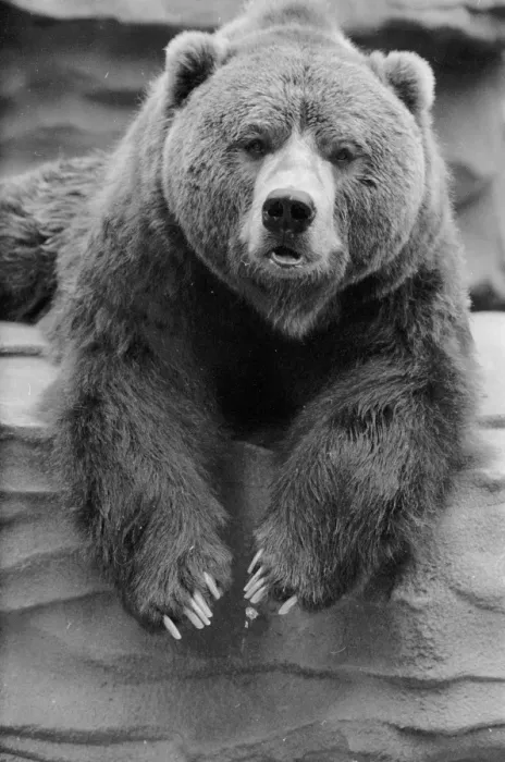 Framed Print : Captive Bear Print, 1955 Framed Print : Captive Bear Print, 1955