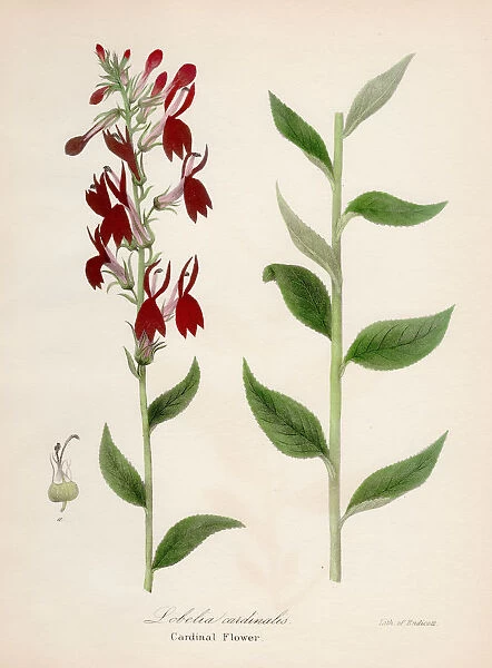 Cardinal flower botanical engraving 1843