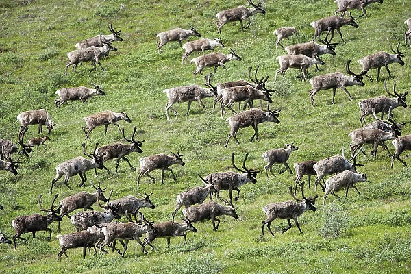 Caribou, Arctic National Wildlife Refuge, Alaska, USA #12231624
