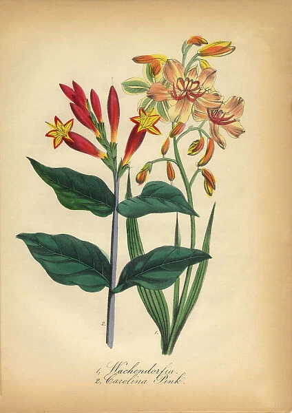 Carolina Pink and Wachendorfia Victorian Botanical Illustration