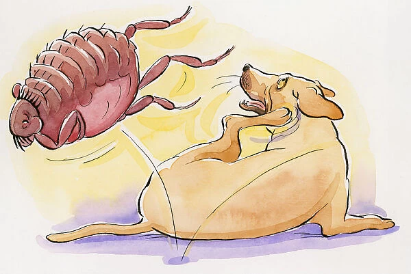 Cartoon of dog scratching as flea jumps off its back