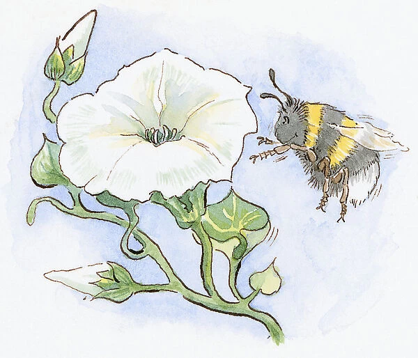 Cartoon of Honeybee (Apis), with smiley face approaching large white flower