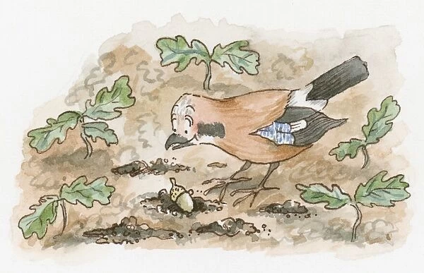 Cartoon of Jay looking down at acorn on ground