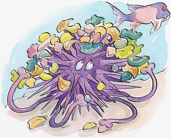 Cartoon of purple Sea Urchin (Echinoidea) using shells and seaweed debris as camouflage it carries on back from predatory fish swimming above