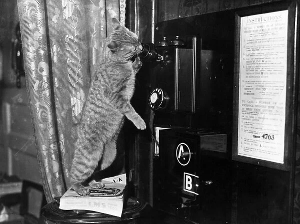 Cat Operator