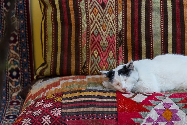 A cat sleeps over turkish carpet