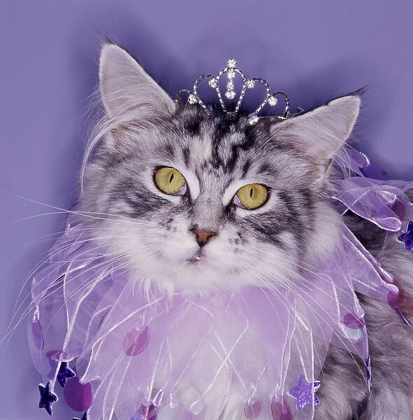 Cat wearing tiara and tutu For sale as Framed Prints, Photos, Wall