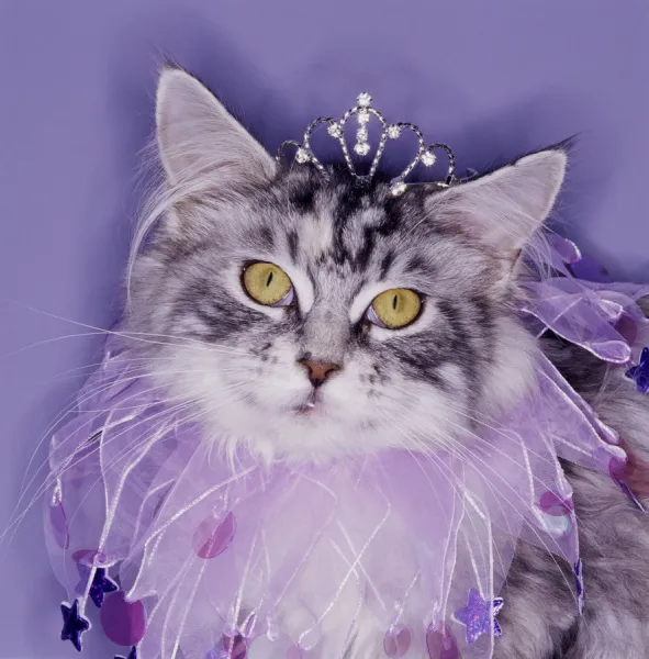 Cat wearing tiara and tutu