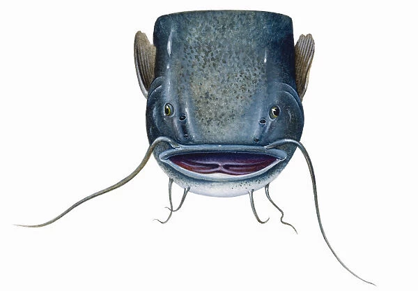 Catfish (Silurus glanis), head showing very long barbels on upper and lower jaw
