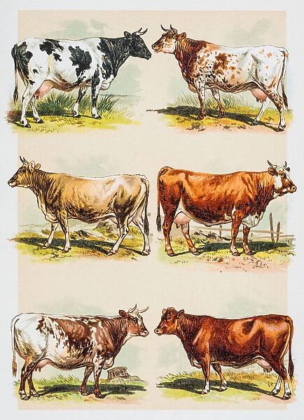 Cattle breeds engraving 1882
