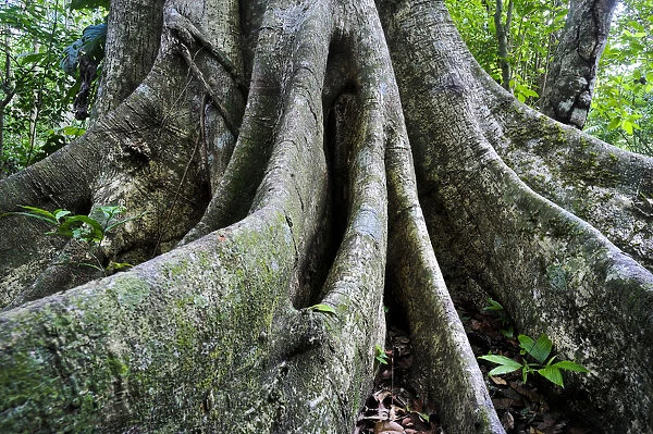 Ceiba tree, rainforest, Peten, Guatemala, Central America