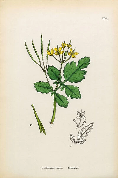 Celandine, Chelidonium majus, Victorian Botanical Illustration, 1863