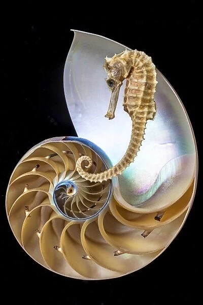Chambered nautilus with seahorse
