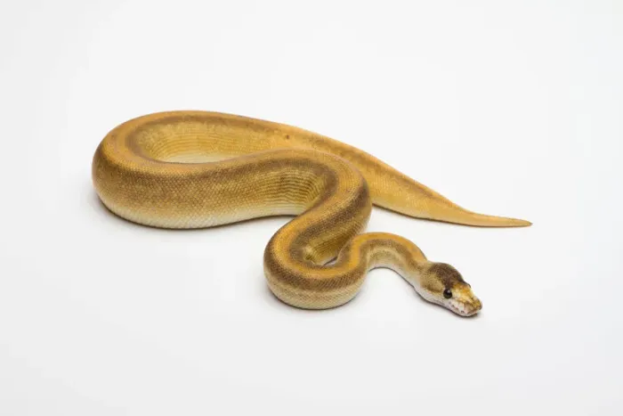 Framed Print : Champagne Cinnamon Ball Python Print Framed Print : Champagne Cinnamon Ball Python Print