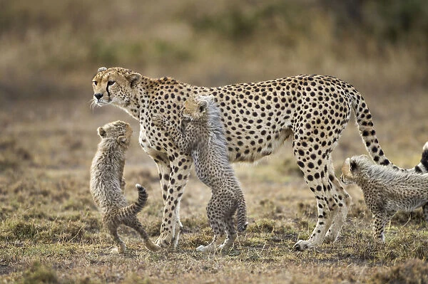 Cheetah and Cubs, Ngorongoro, Tanzania