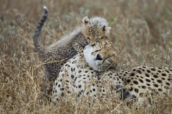 Cheetah Mother with Cub, Ndutu Plains, Tanzania