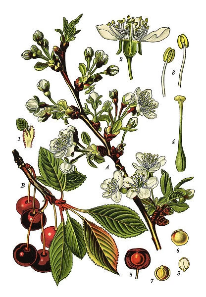 cherry. Antique illustration of a Medicinal and Herbal Plants.