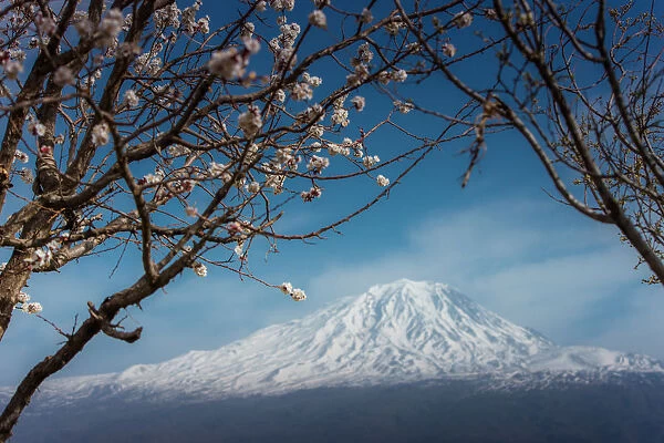 Cherry blossom with background of Mt. Ararat