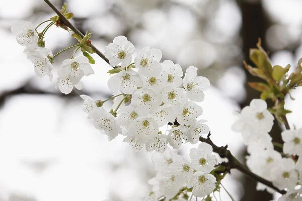 Cherry blossoms, flowers of the Wild cherry or Sweet cherry -Prunus avium-, Franconian Switzerland, Upper Franconia, Franconia, Bavaria, Germany, Europe