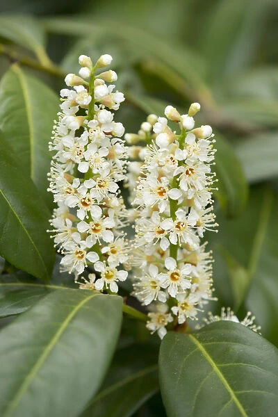 Cherry Laurel or Common Laurel -Prunus laurocerasus, Laurocerasus officinalis- flowers and leaves, ornamental shrub, native to the Mediterranean and Asia Minor, Saxony, Germany