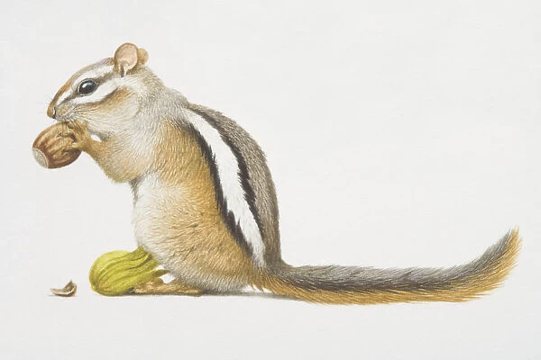 Least chipmunk (Tamias minimus), small squirrel-like rodent feeding on nut