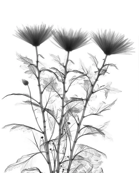 Chrysanthemum, X-ray