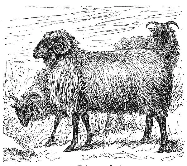Cigaja sheep