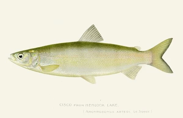 Cisco salmon fish illustration 1897