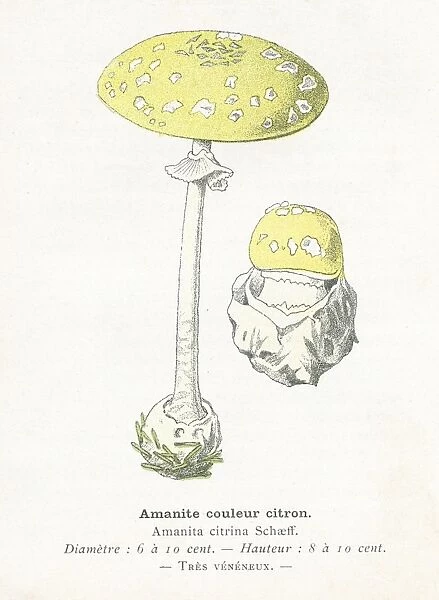 Citrus Amanita Mushroom engraving 1895