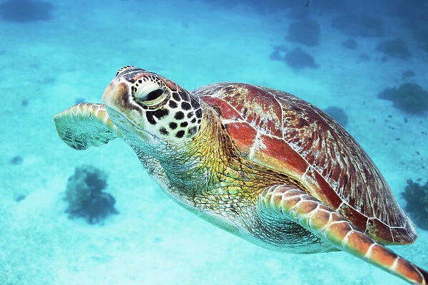 Close up of sea turtle underwater, Philippines