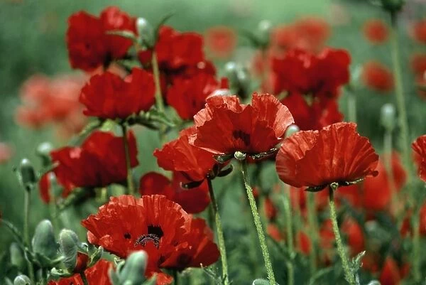 Close-Up of Bright Red Poppy Flowers in a Field