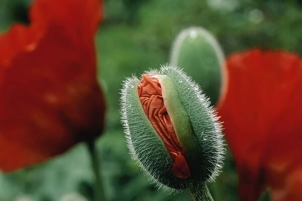 Close-Up of a Poppy Bud About to Bloom