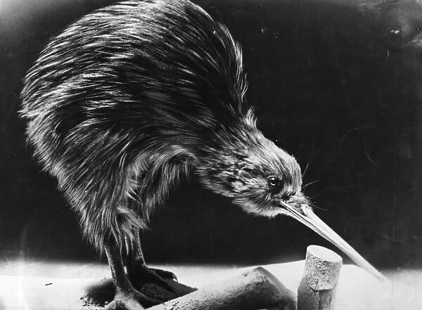 Kiwi. circa 1910: A close-up study of a young Kiwi bird
