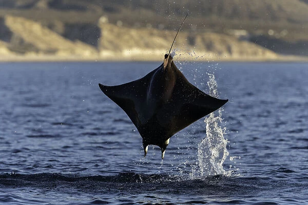 Close up view of a Munks devil ray(mobula munkiana) breaching in the early morning