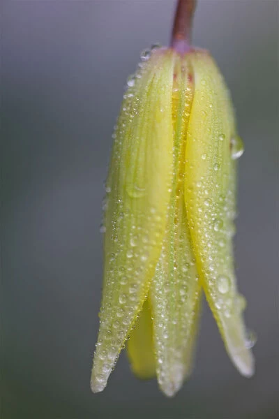 Close up of Yellow Spring Flower with Rain Droplets