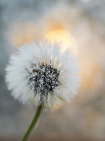 Closeup of a dandelion wild