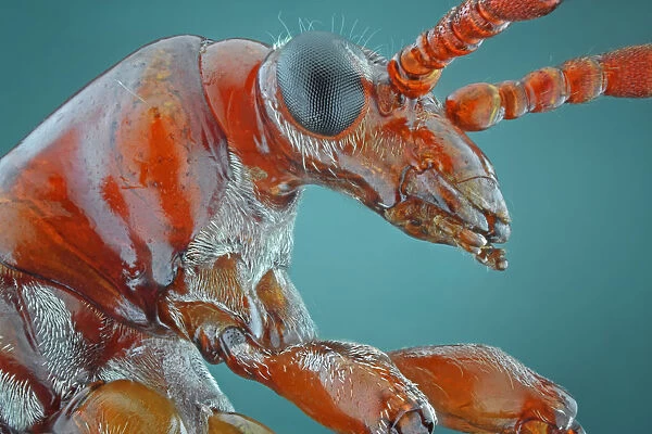 Closeup of Orange Leaf Beetle