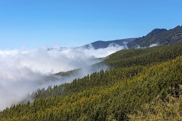 Cloud-hung forest in the Parque Nacional de las Canadas del Teide, Teide National Park, UNESCO World Natural Heritage Site, Icoro, San Pablo, Tenerife, Canary Islands, Spain