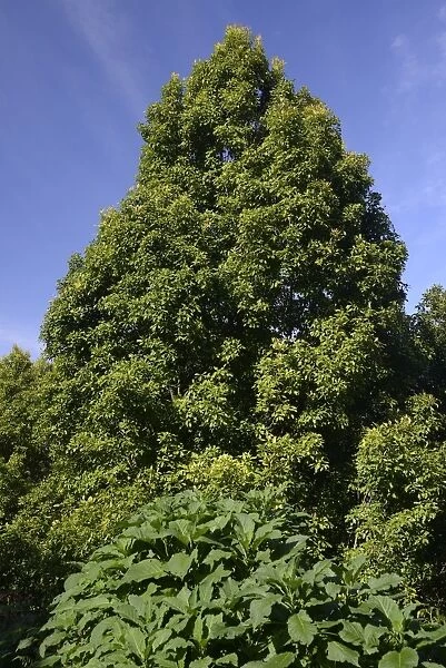 Clove Tree -Syzygium aromaticum-, Bali, Indonesia