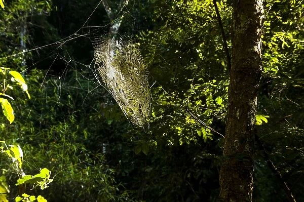 Cobweb in a forest against the light, Northern Thailand, Thailand, Asia
