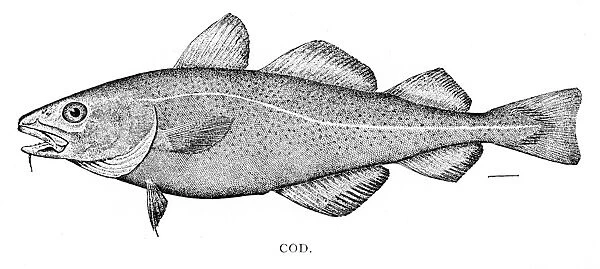 Cod fish engraving 1898