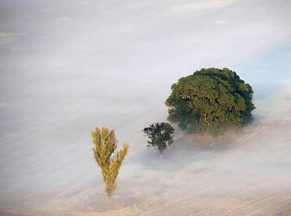color image, photography, fog, landscape, tree, field, tranquility, scenics, beauty in nature