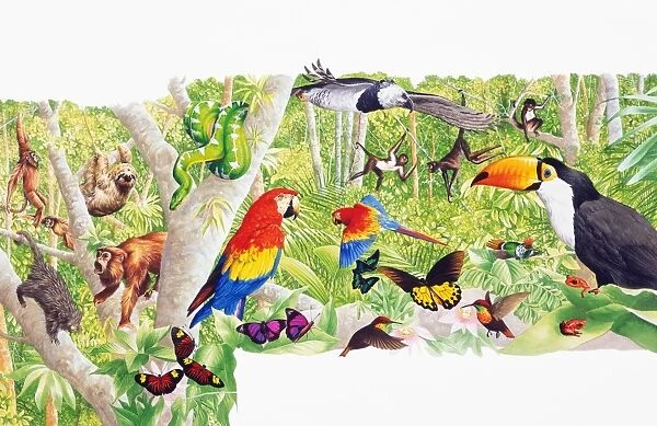 Colorful selection of tropical animals, birds, and insects