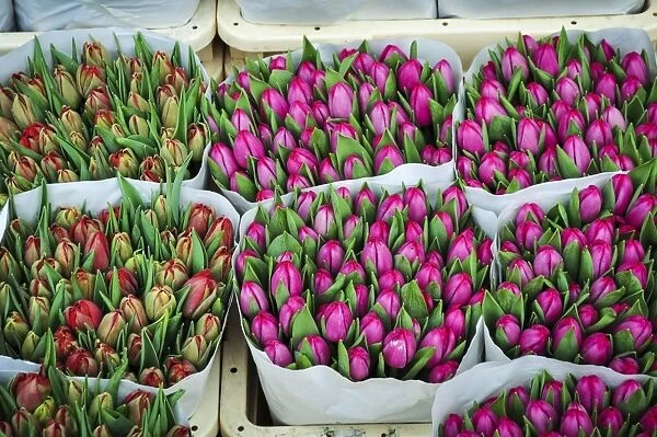 The Colorful Tulips of Holland