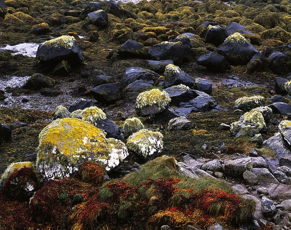 Colourful seaweed, lichen on granite rocks at low tide, Connemara, County Galway, Ireland