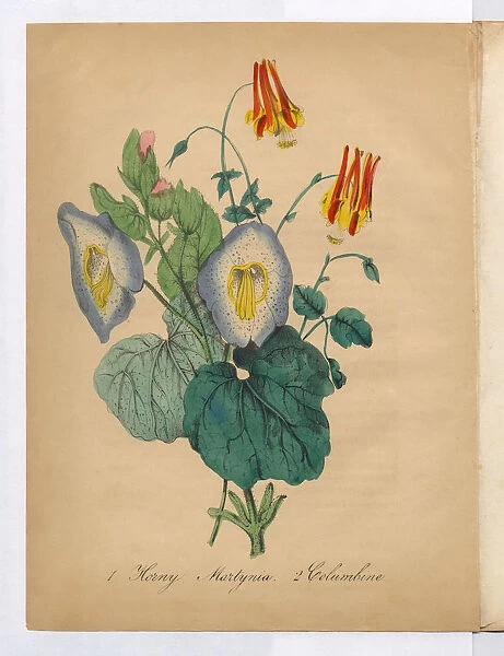 Columbine Victorian Botanical Illustration